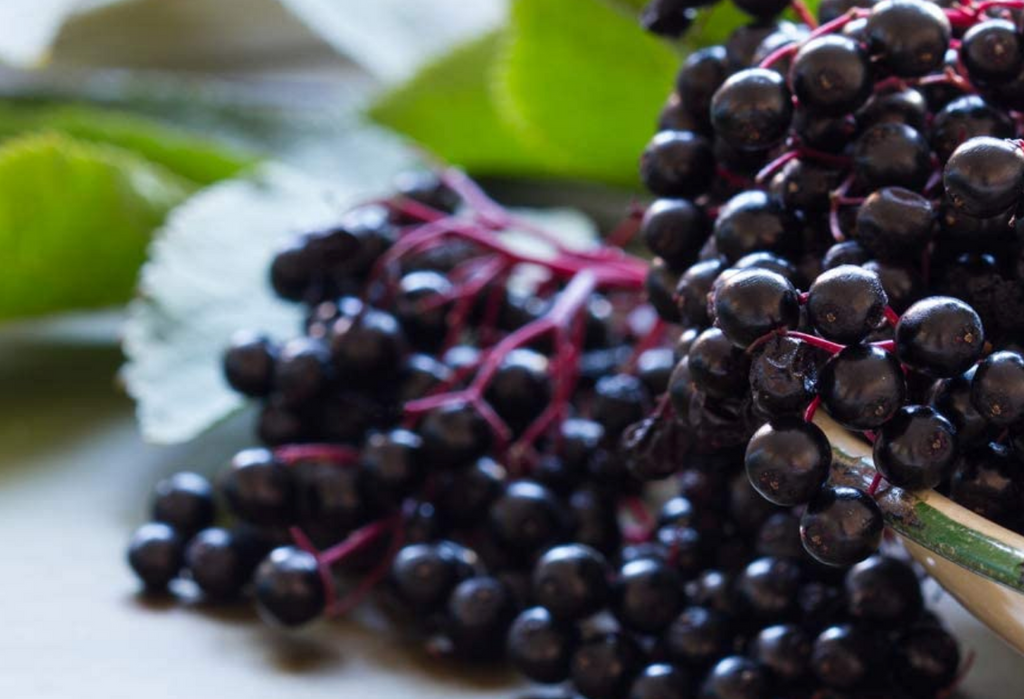Health Benefits of European Black Elderberry Fruit or Sambucus Nigra