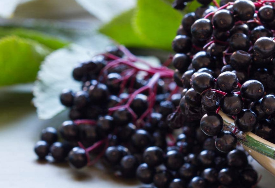 European Black Elderberry Fruit or Sambucus Nigra